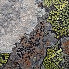 Flechtenfreuden! * - Les lichens réjouissent toujours par leurs belles couleurs!