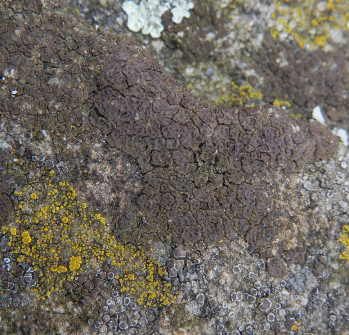 Flechtengemeinschaft auf "Bergischer Grauwacke" IV