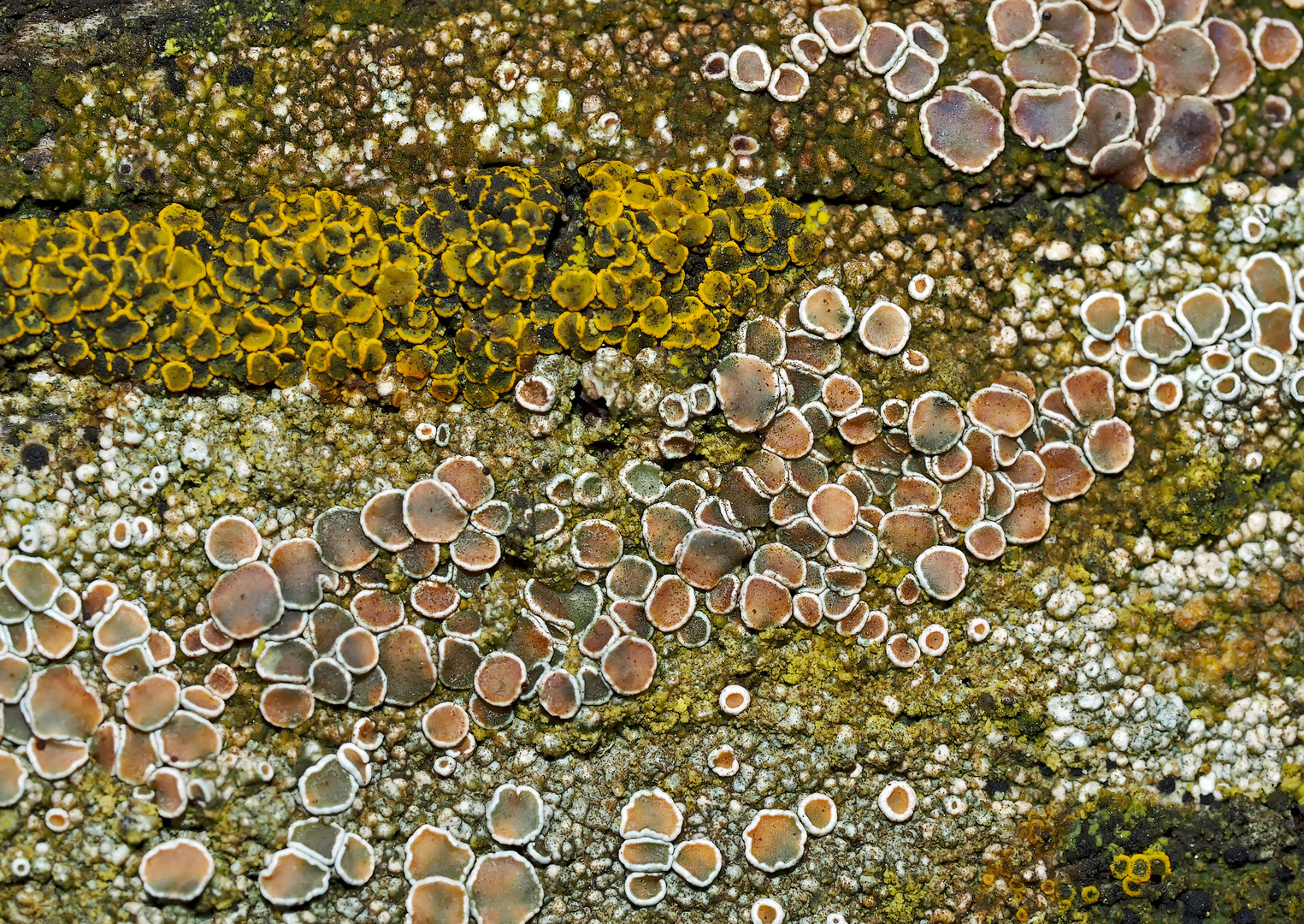 Flechtengemeinschaft  auf uraltem Holzgeländer. - Des lichens sur une vielle barrière en bois.