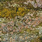 Flechtengemeinschaft  auf uraltem Holzgeländer. - Des lichens sur une vielle barrière en bois.