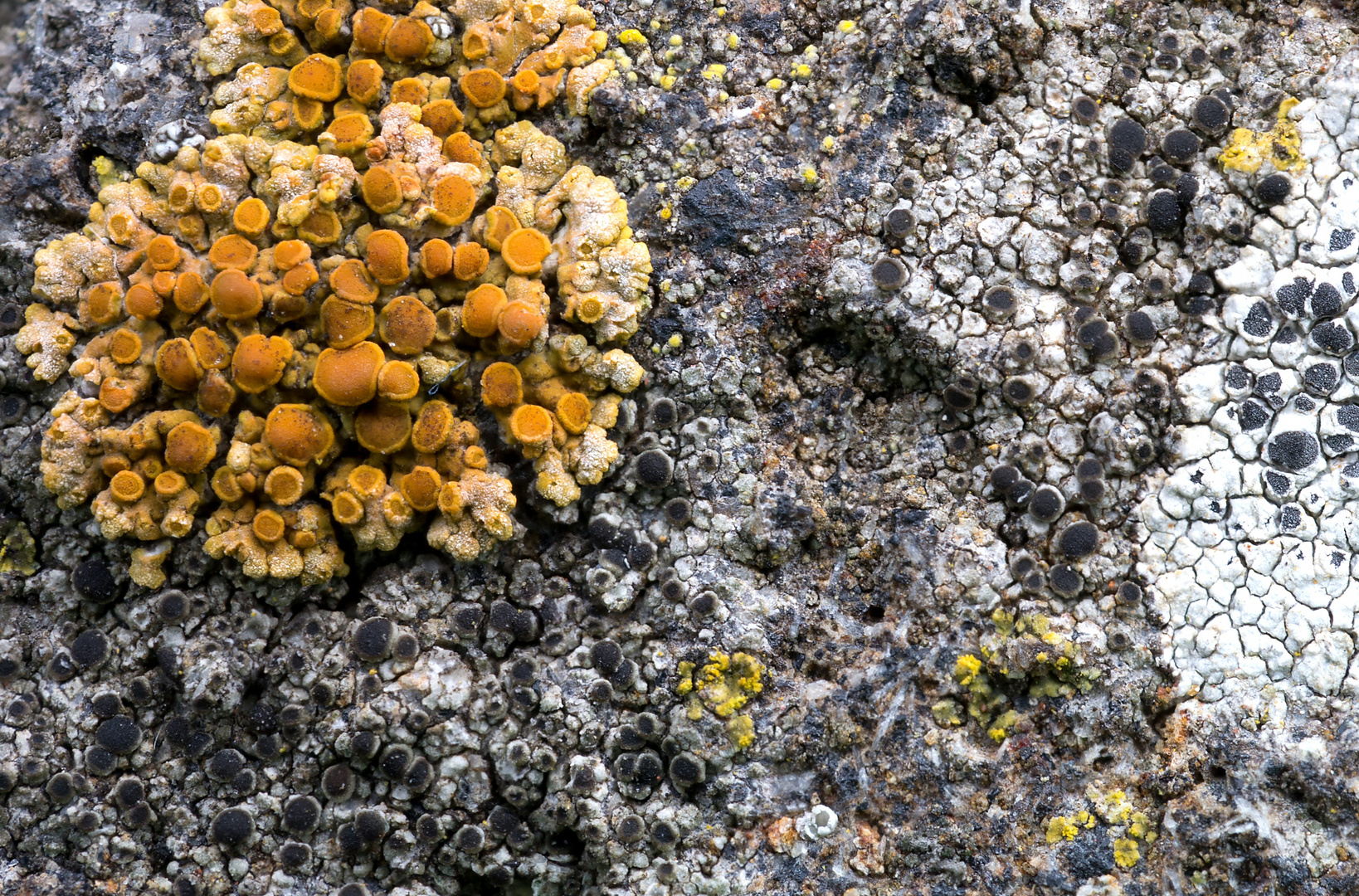 Flechtengesellschaft auf Klostermauer