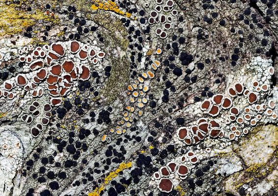 Flechtenkunst auf Kiefernholz ...