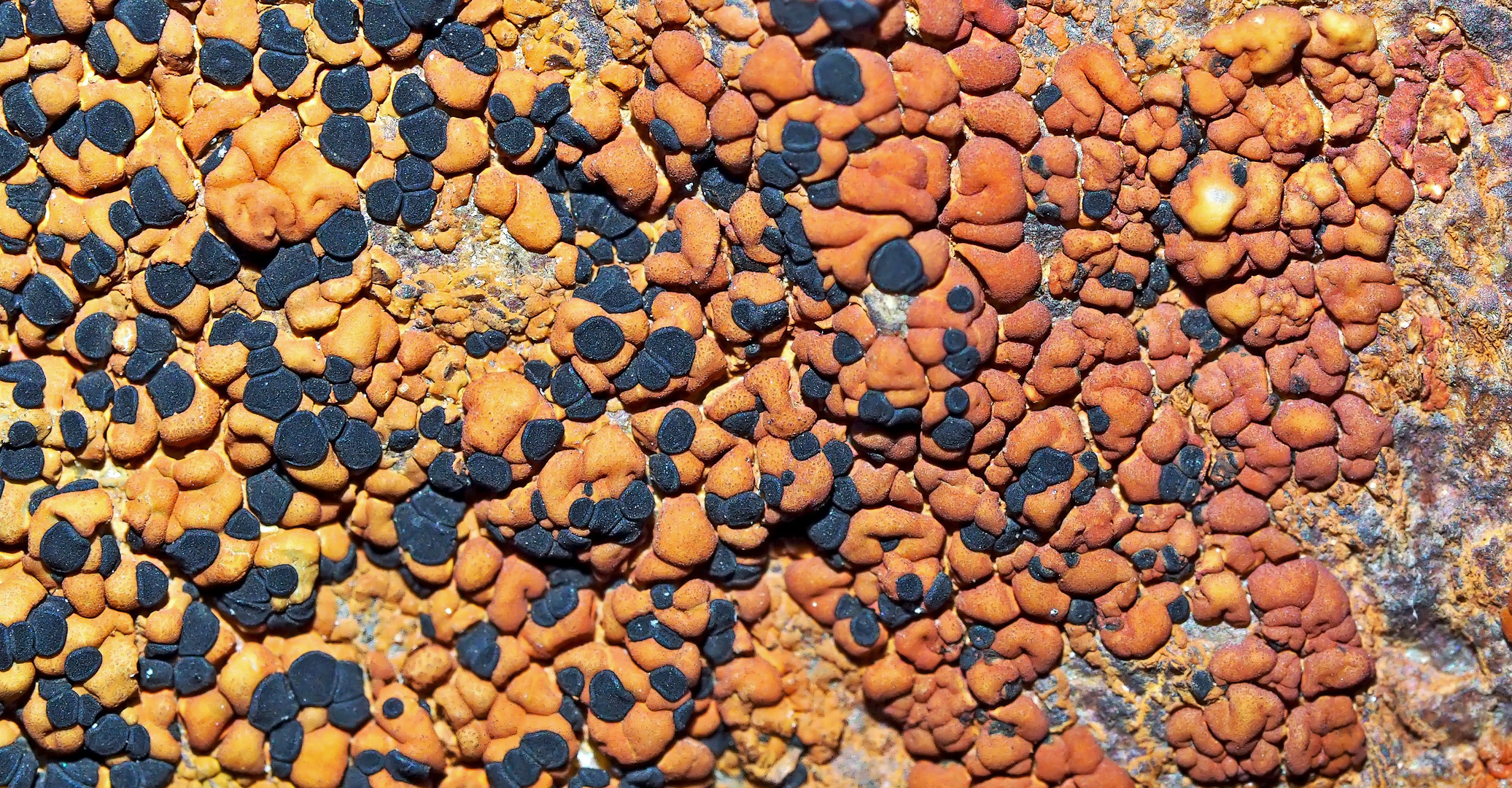 Flechtenkunst Ton in Ton ... - Les lichens et les rochers étaient rouges.