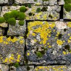 Flechtenlandschaft an einer Weinbergsmauer