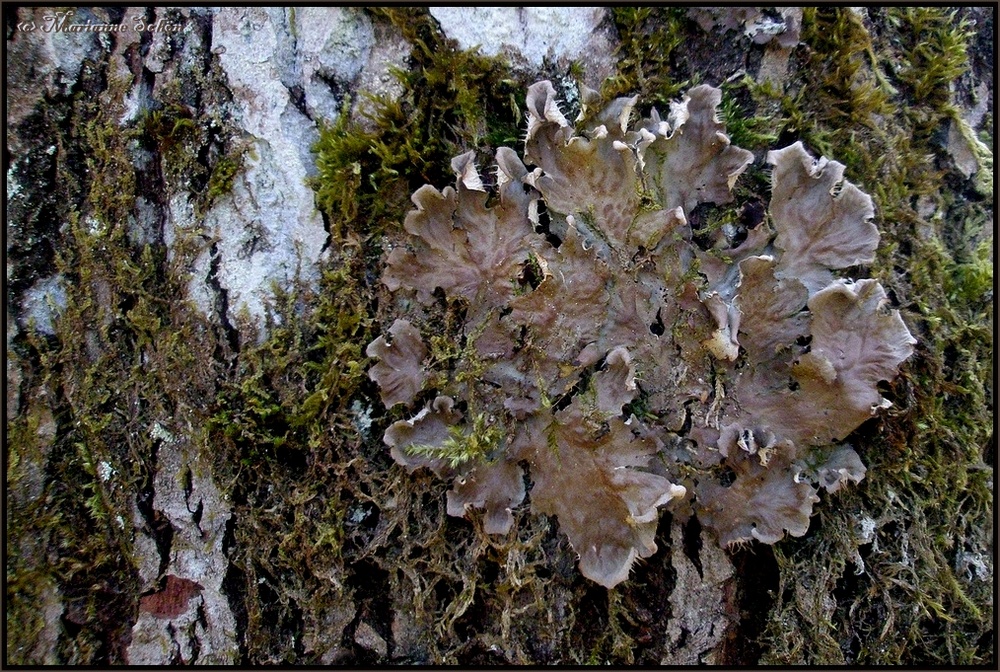 Flechtenrosette