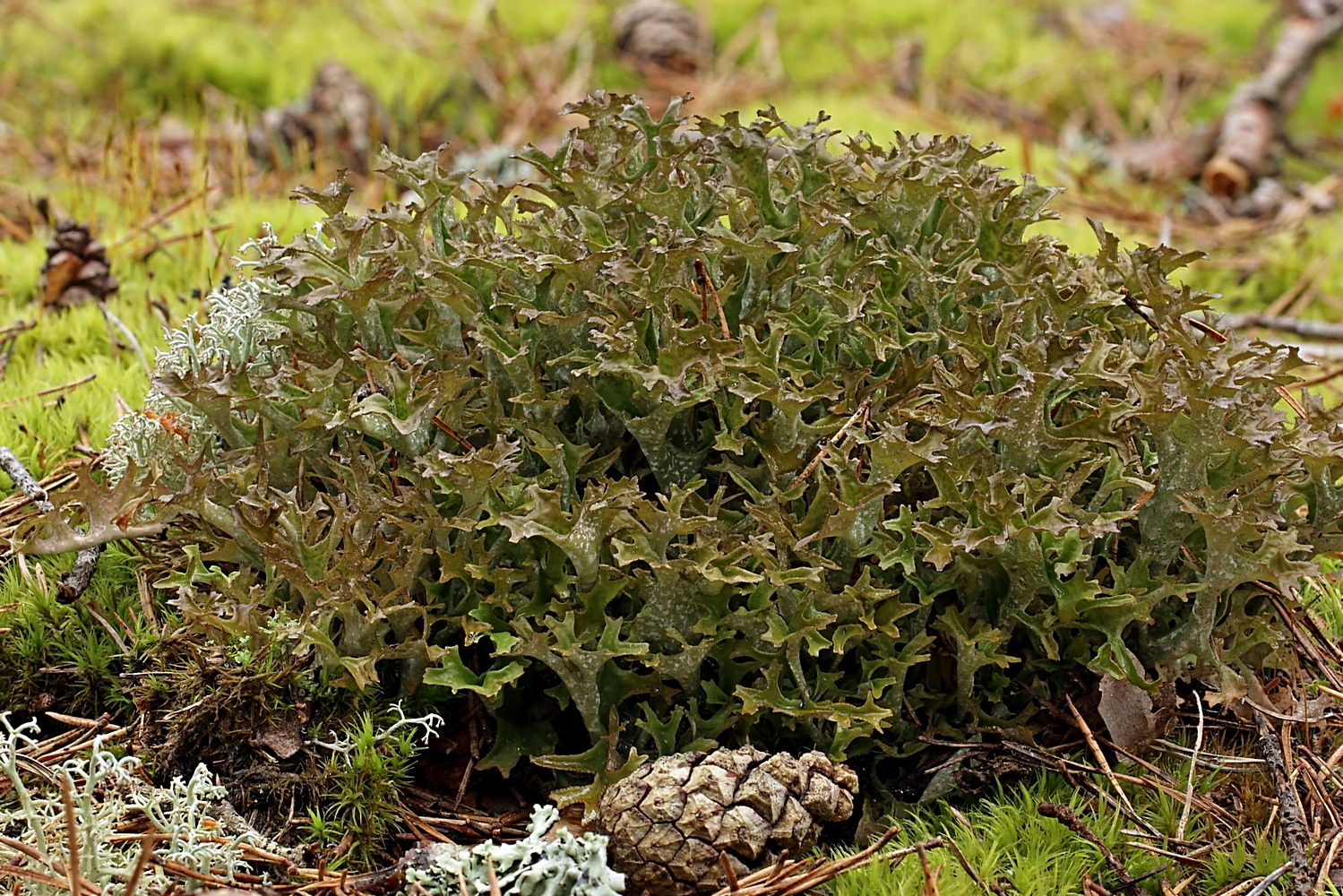 Flechtensalat nach Öland-Art