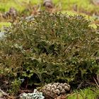 Flechtensalat nach Öland-Art