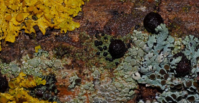 Flechtenvielfalt auf einem alten vereisten Eschenstamm! - Les lichens aiment être en compagnie...