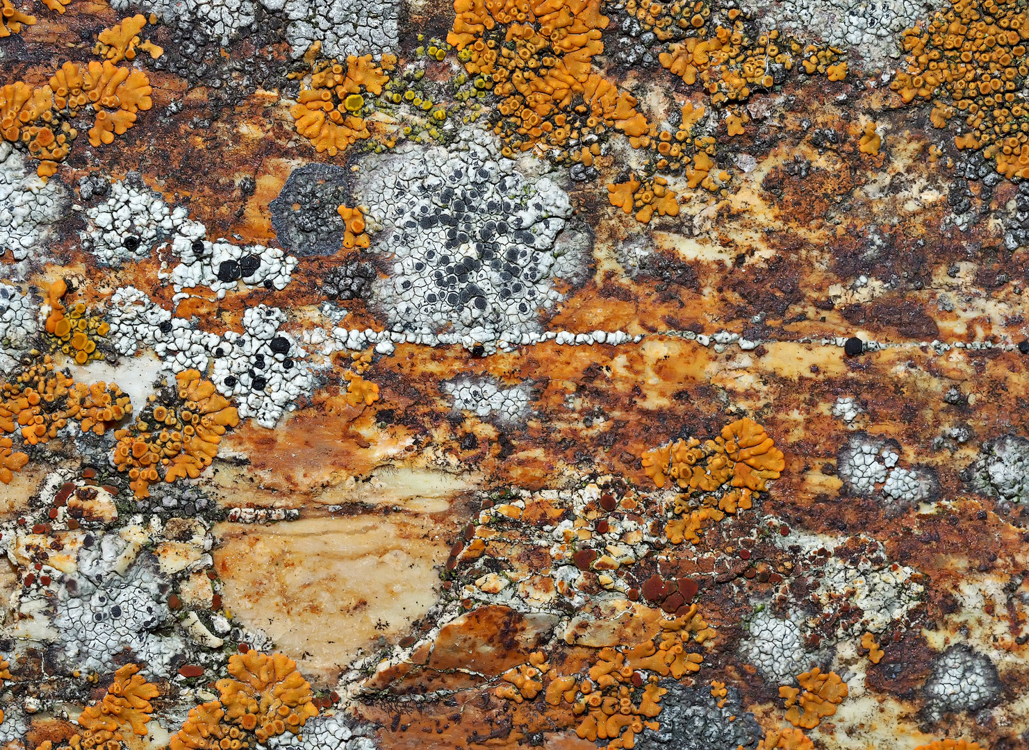 Flechtenvielfalt auf einem gelb-roten Felsen. - Une oeuvre d'art de Mère Nature!