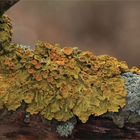 Flechtenwelt 1....Xanthoria parietina