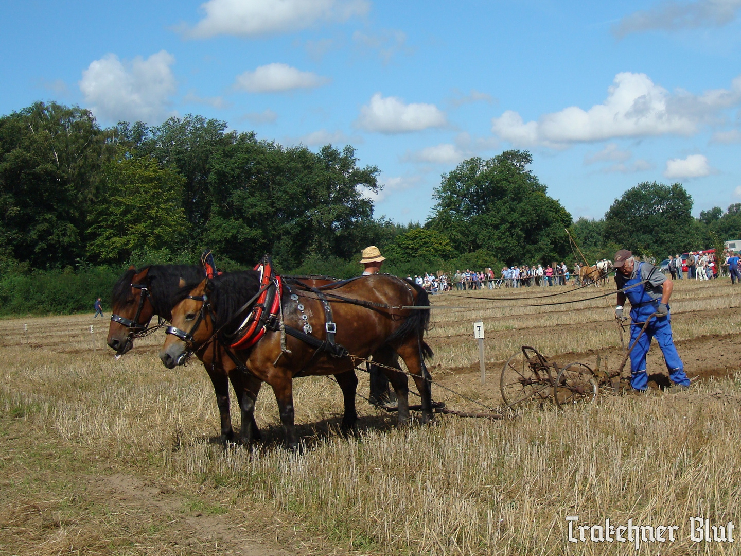 Flechtingen 2012