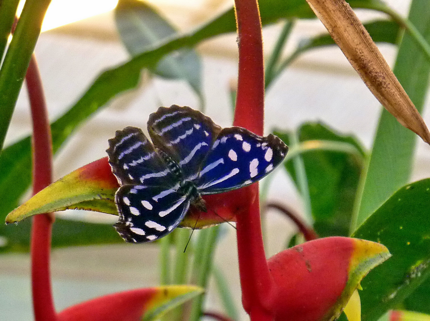 Fleck-Schiller-Falter im Schmetterlingsgarten