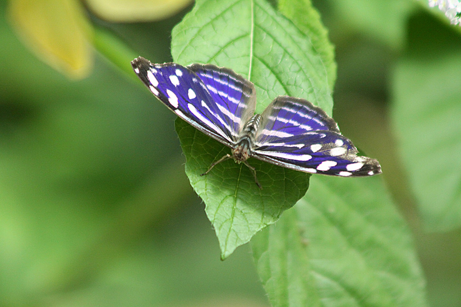 Fleck-Schillerfalter