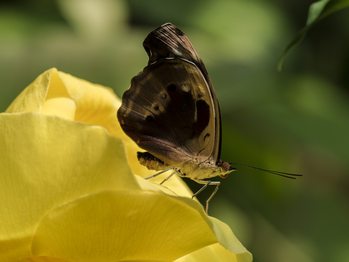 Fleck-Schillerfalter" (Myscelia cyaniris)