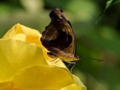 Fleck-Schillerfalter" (Myscelia cyaniris)