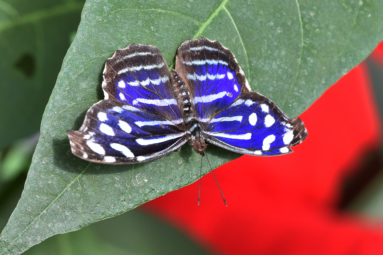 Fleck-Schillerfalter - Myscelia cyaniris