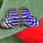 Fleck-Schillerfalter - Myscelia cyaniris