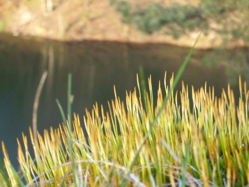 Flecken Gras am See