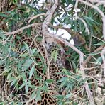 Flecken im Baum