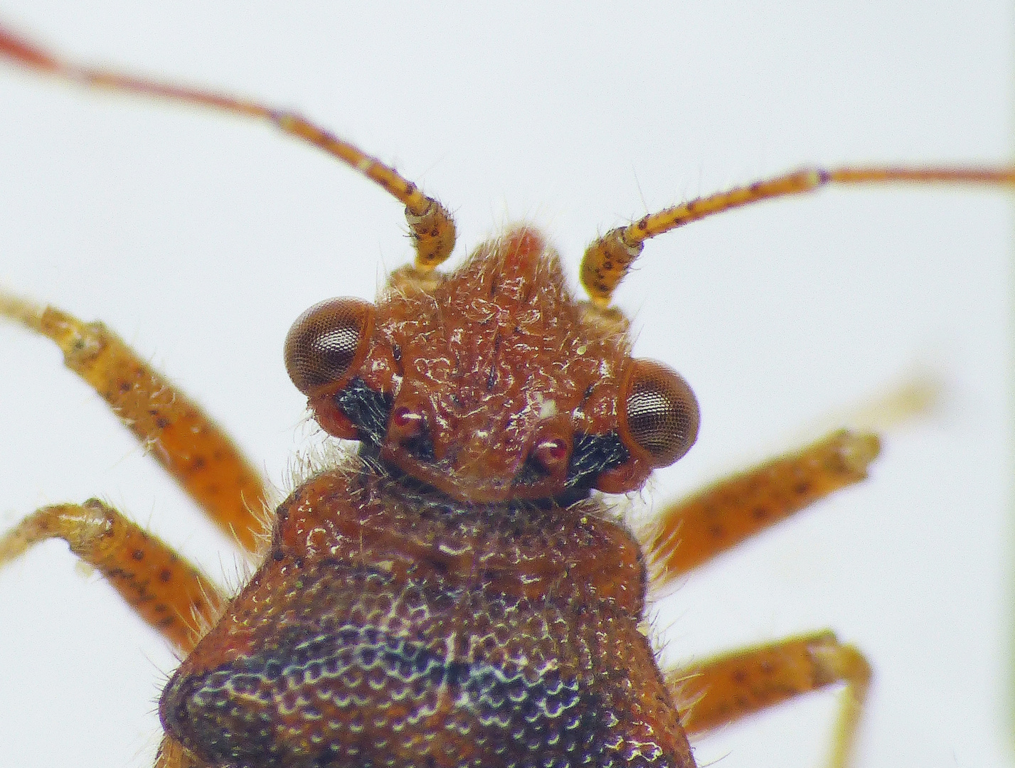 Flecken-Keulert (Rhopalus parumpunctatus)