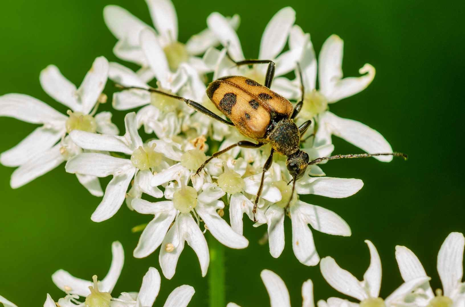 Fleckenbindiger Halsbock (Leptura cerambyciformis)