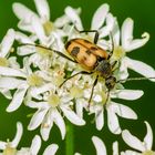 Fleckenbindiger Halsbock (Leptura cerambyciformis)