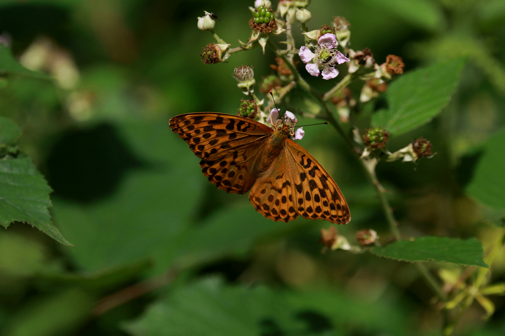 Fleckenfalter Nymphalidae