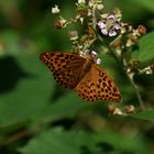 Fleckenfalter Nymphalidae