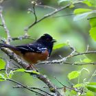 Fleckengrundammer - Spotted Towhee (Pipilo maculatus)