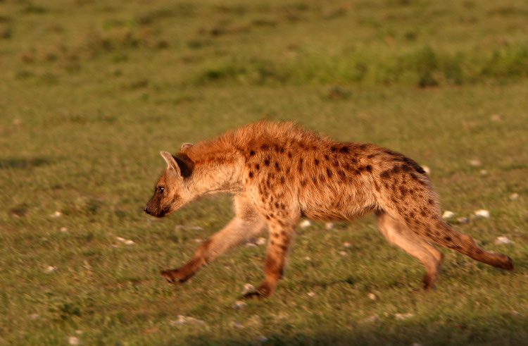 Fleckenhyäne im lauf