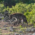 Fleckenhyäne im Okavango Delta