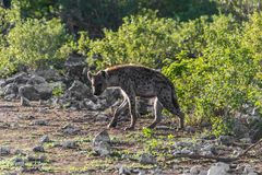 Fleckenhyäne im Okavango Delta