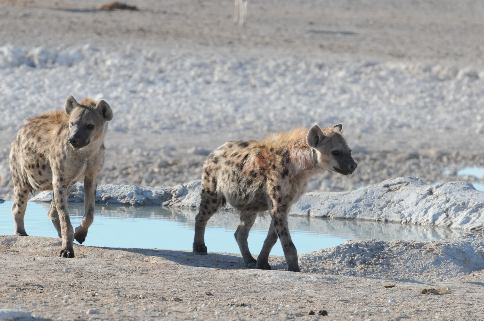 Fleckenhyänen, Etosha NP