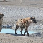 Fleckenhyänen, Etosha NP