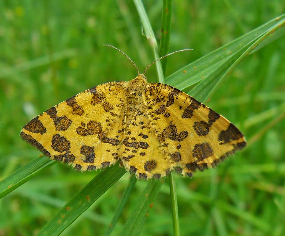 Fleckenspanner Pseudopanthera macularia