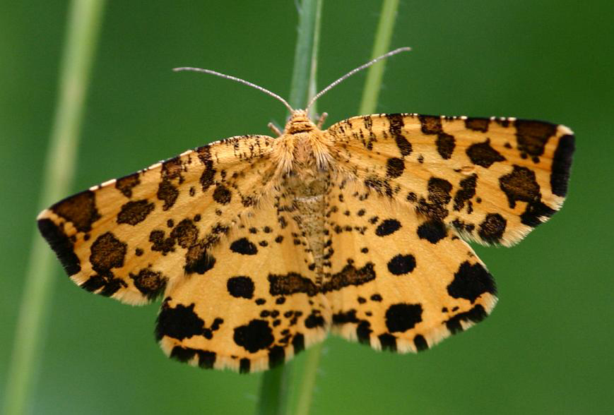 Fleckenspanner (Pseudopanthera macularia)