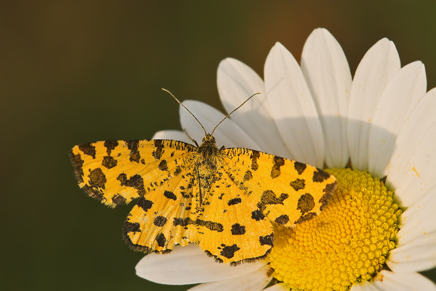 Fleckenspanner Pseudopanthera macularia