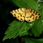 Fleckenspanner (Pseudopanthera macularia)