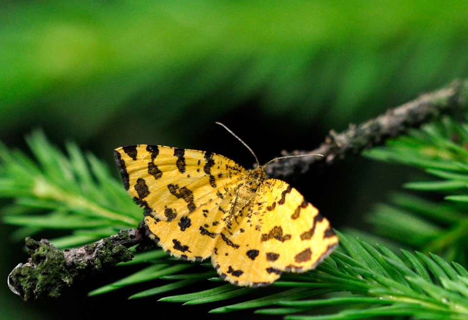 Fleckenspanner-(Pseudopanthera-macularia)