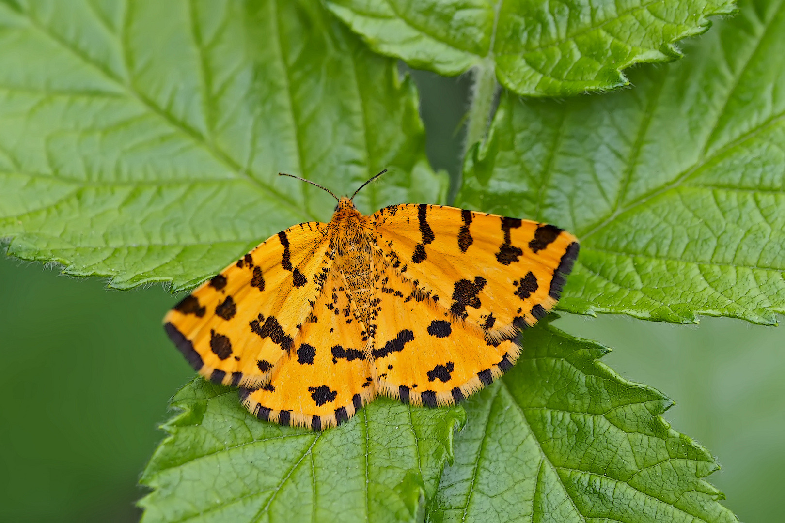 Fleckenspanner (Pseudopanthera macularia) - La Panthère.