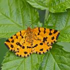 Fleckenspanner (Pseudopanthera macularia) - La Panthère.