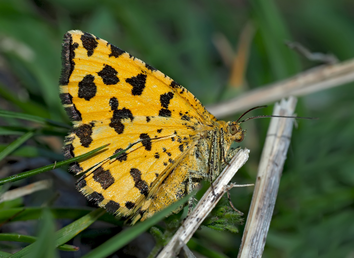 Fleckenspanner (Pseudopanthera macularia) - La Panthère.