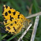 Fleckenspanner (Pseudopanthera macularia) - La Panthère.