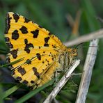 Fleckenspanner (Pseudopanthera macularia) - La Panthère.