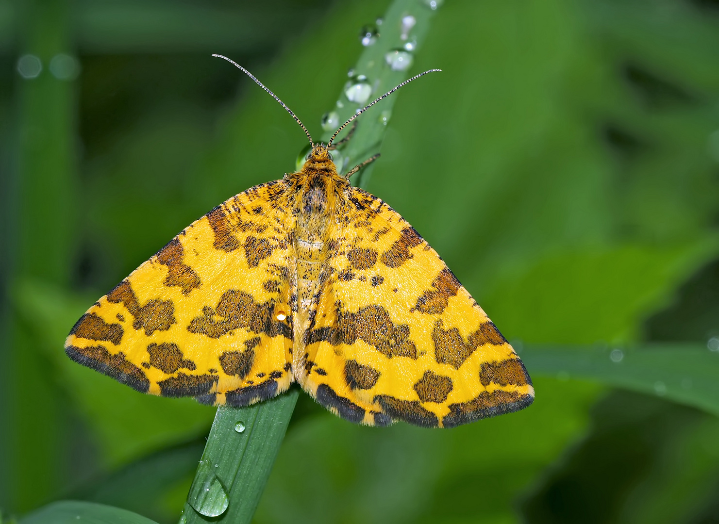 Fleckenspanner (Pseudopanthera macularia) - La Panthère.