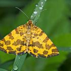 Fleckenspanner (Pseudopanthera macularia) - La Panthère.