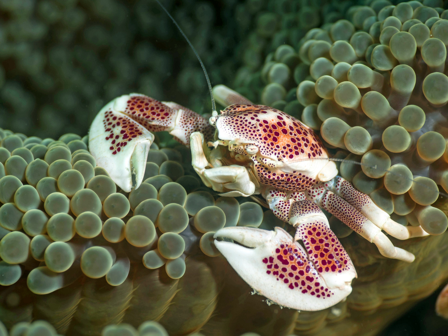 Fleckentupfen-Porzellankrabbe (Neopetrolisthes maculatus)