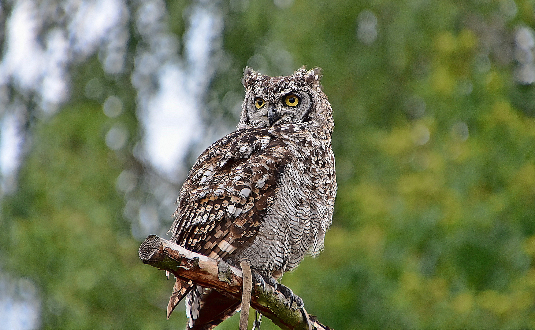 Fleckenuhu (Bubo africanus)