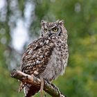 Fleckenuhu (Bubo africanus)