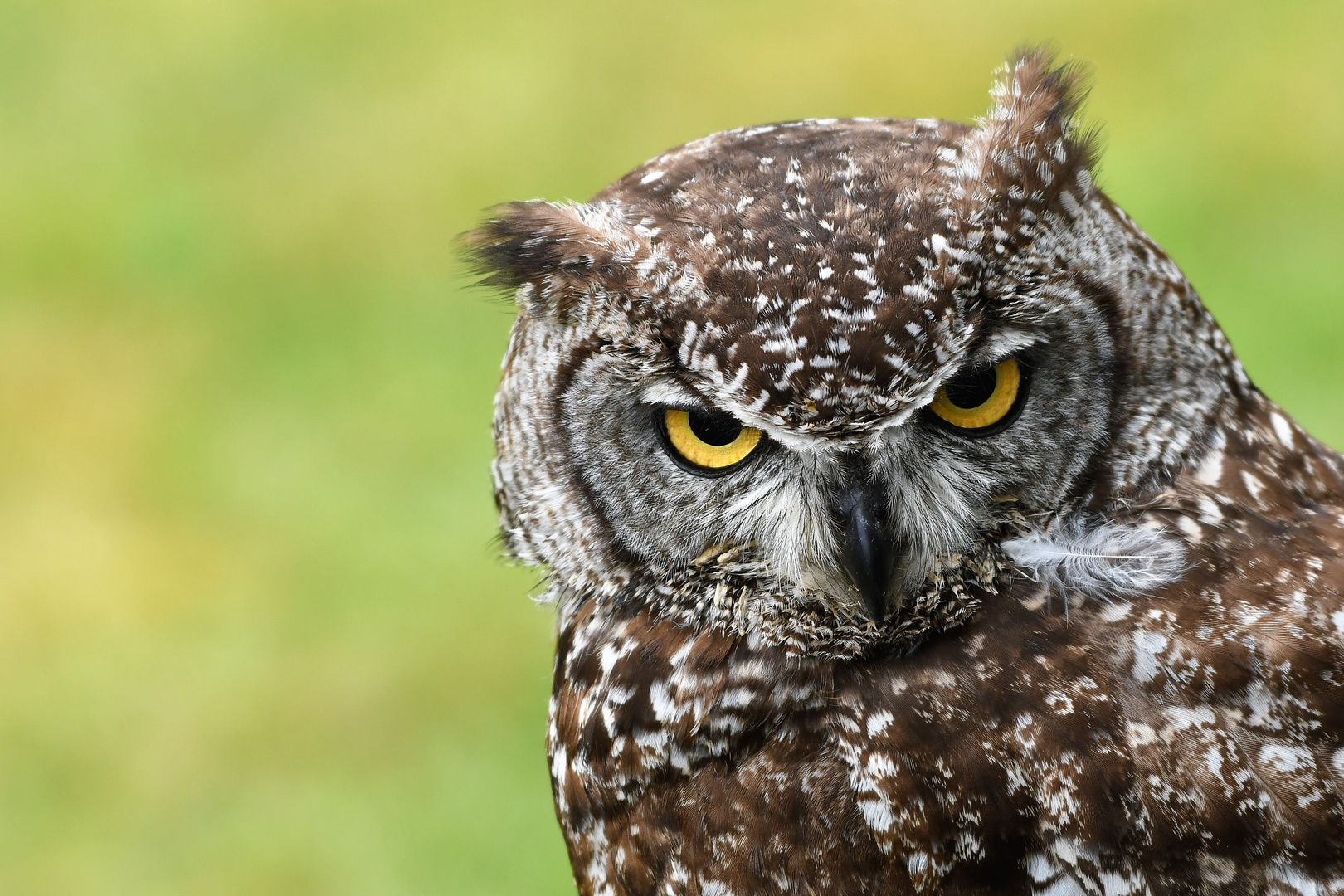 Fleckenuhu (Bubo africanus )